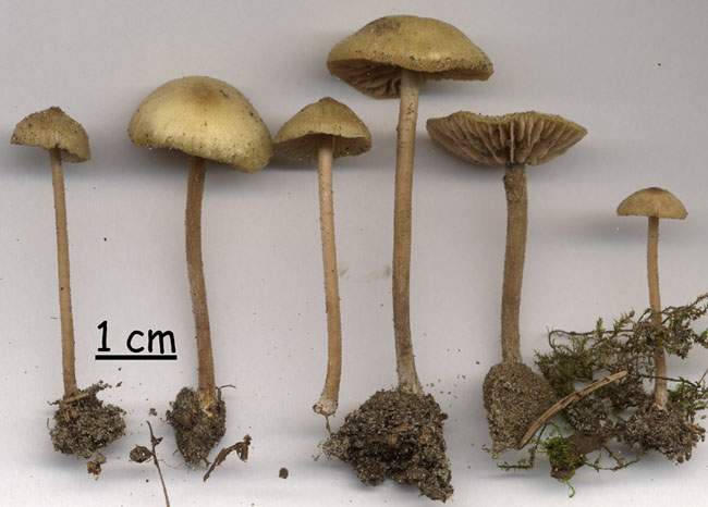 Entoloma icterinum